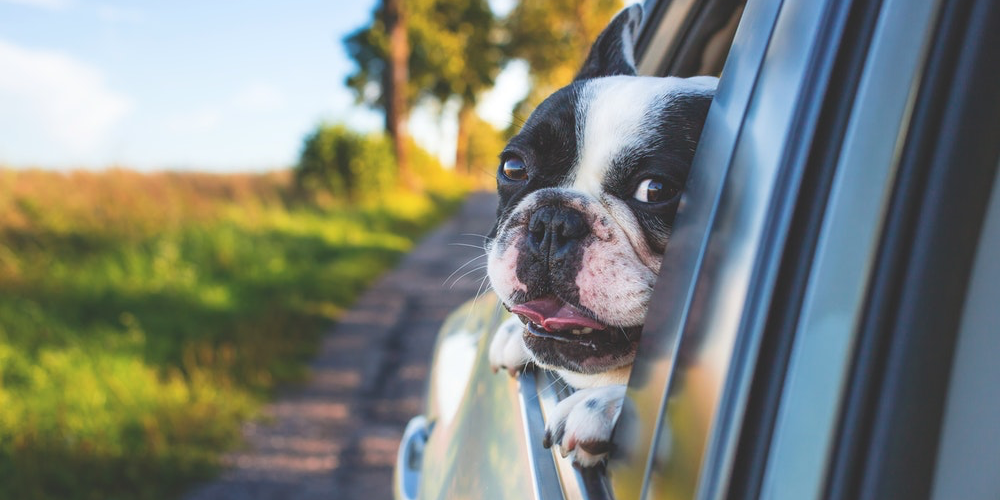 white-and-black-short-coat-puppy-on-black-window-car-134392